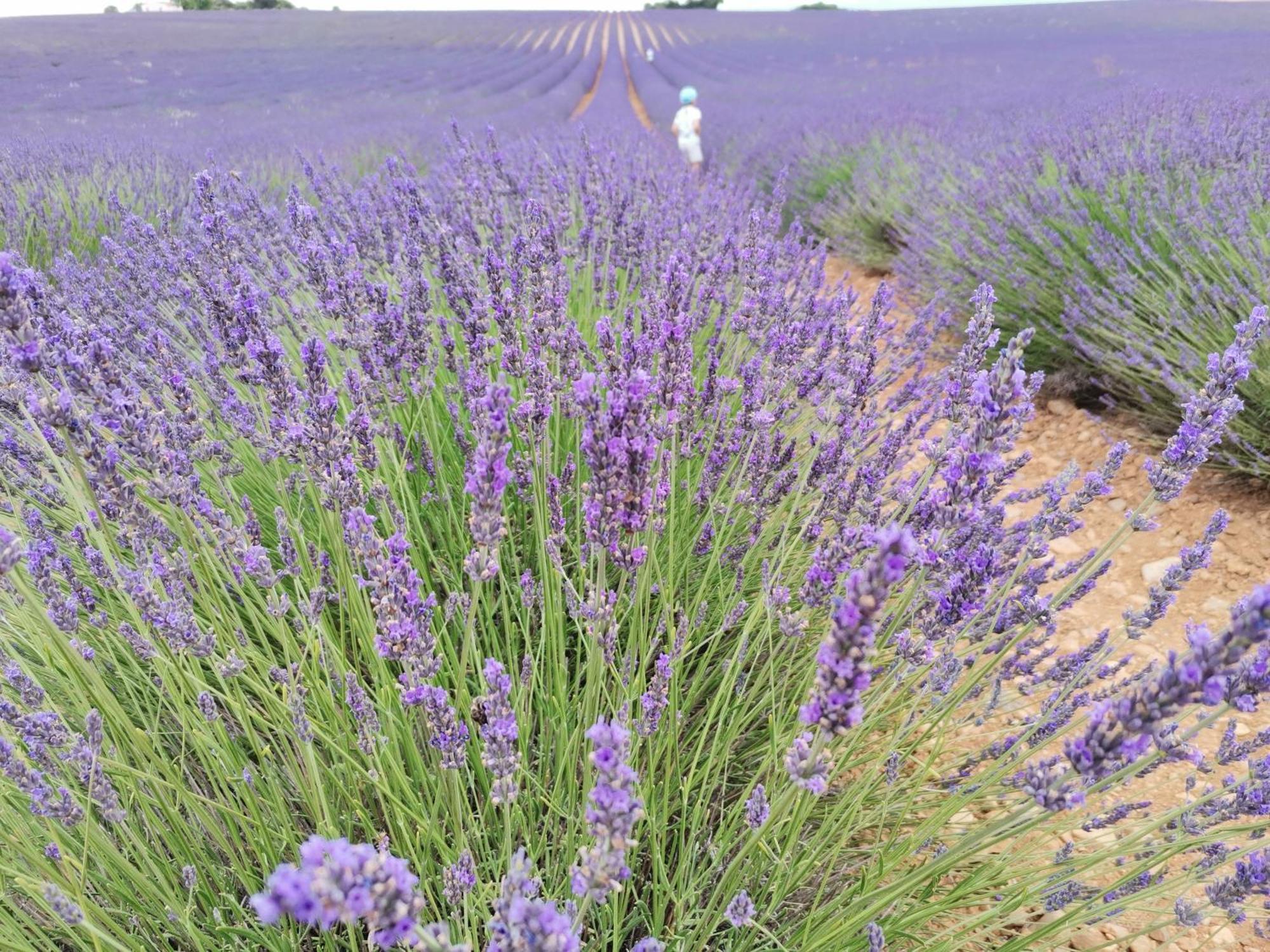 Gite En Provence "Rose" Modene Luaran gambar